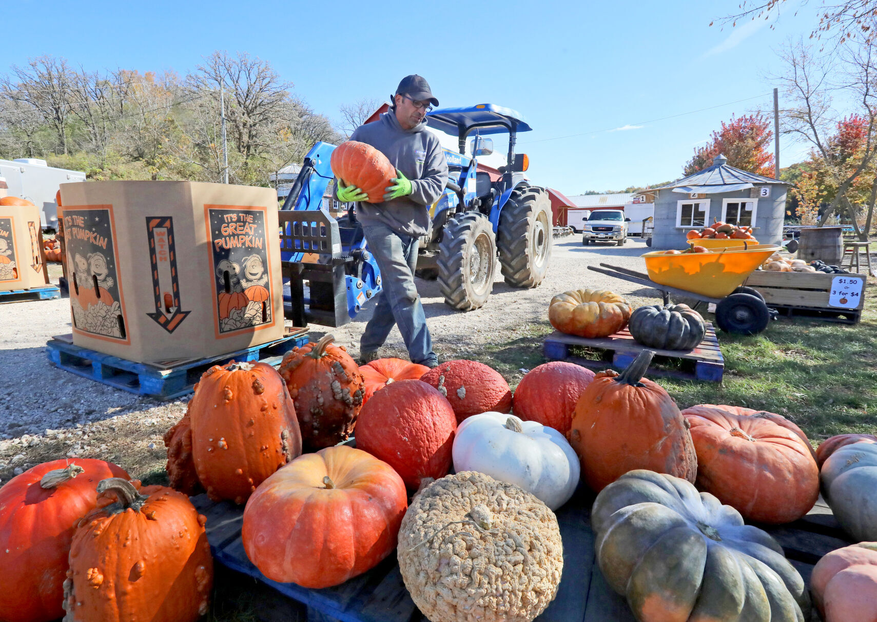 Enchanted Valley pumpkins